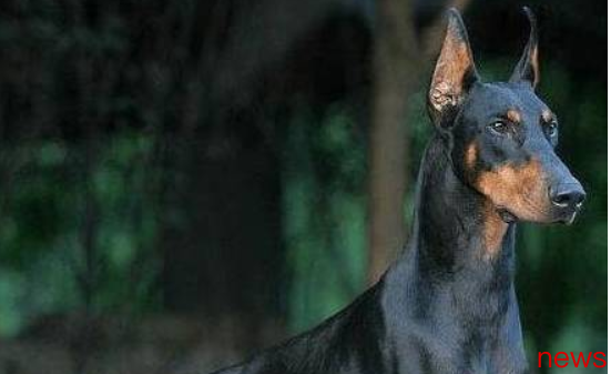 What dogs are there to protect the owner? These 6 kinds of understanding