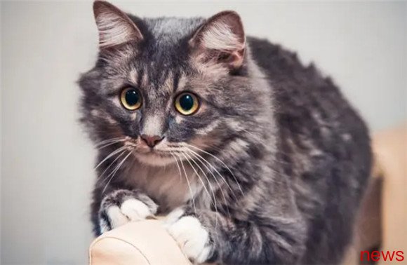 Exploring the Cat Kingdom on Earth: The Top Ten Popular Breeds Revealed!