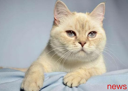 Summer cat care: Be careful when shaving, and there are some tips for caring