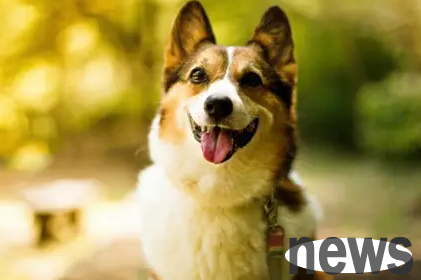 The coronavirus is worrying. How do shovelers protect their pet dogs?