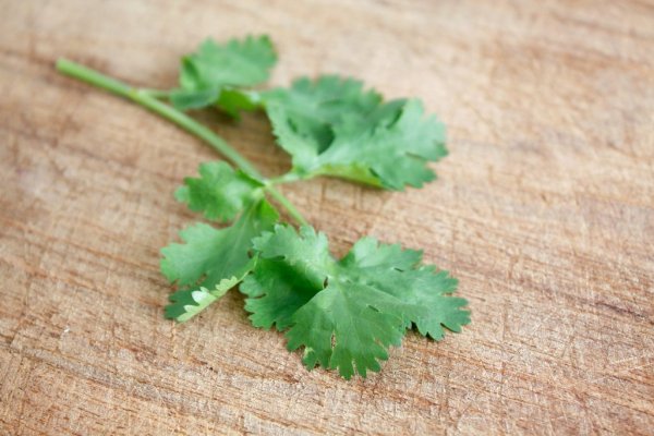 What should I do if I treat coriander but I have to use it? Experts suggest a few perfect alternatives