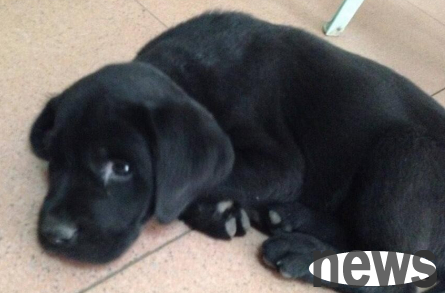What should I do if my dog ​​has diarrhea, diarrhea, and lack of energy?