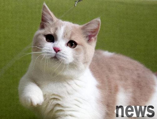 The most disloyal types of cats in the cat world are really not worth buying, and the more you raise them, the more tired you feel!