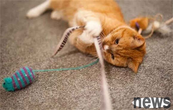 How to politely reject the cat s 