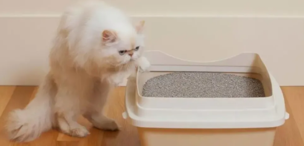 What impact does cat litter smell too much have on cats?