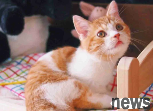 The cat is so touched that it feels so good, why does it suddenly bite?