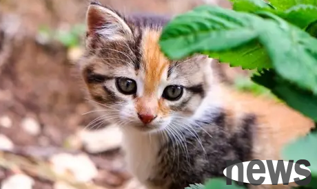 What should I do if my cat has severe hair loss?