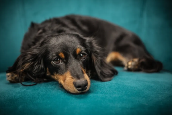 Top 8 manifestations of dogs with low IQ