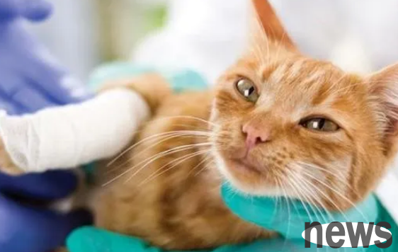 Revealing the risks of cat surgery: How to avoid the risks of anesthesia in 6 major diseases and injuries?