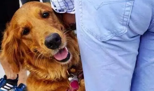 Dogs 