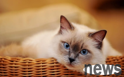 Can the cat feel the emotions of its owner?
