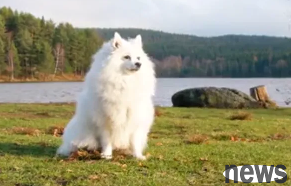 45 wonderful breeds of dogs: take you to experience the pet styles from all over the world!