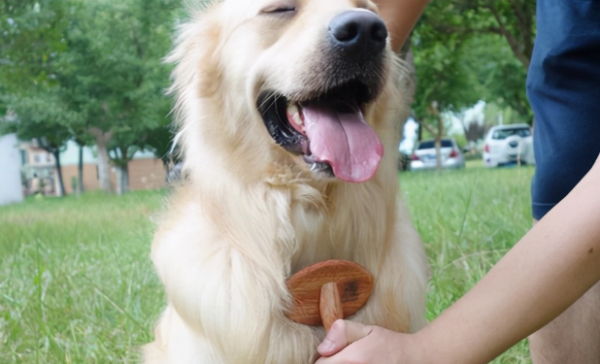 Bad news: The dog s hair change season is here again; good news: Please open this guide!