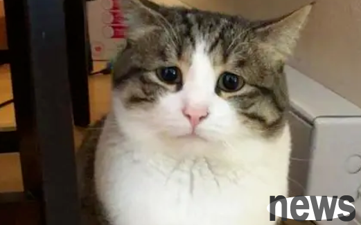 Veterinarian reminds: 