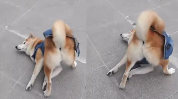 Behind the dog s 