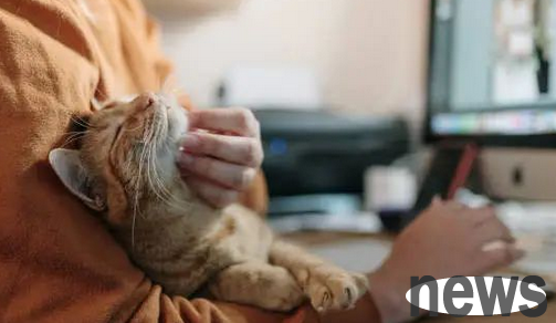 Do you know these 8 correct cat petting techniques?