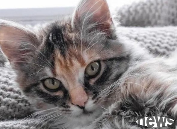 Are there green ivy at home with cats? Don t worry, let them live in harmony!