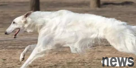 The five breeds with the lowest IQ of pet dogs