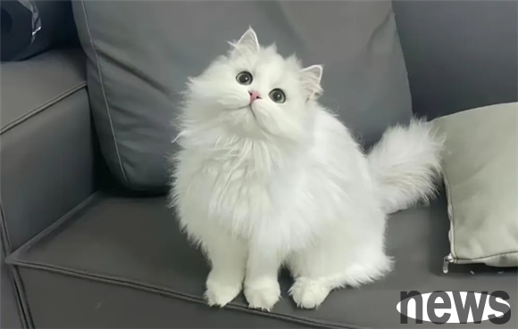 The secret of cat breeds: the characteristics and charm of different cats