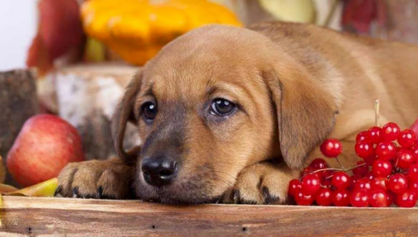 Give dogs these 