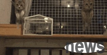 The cat jumps from a high place and will hum. Is it too fat?