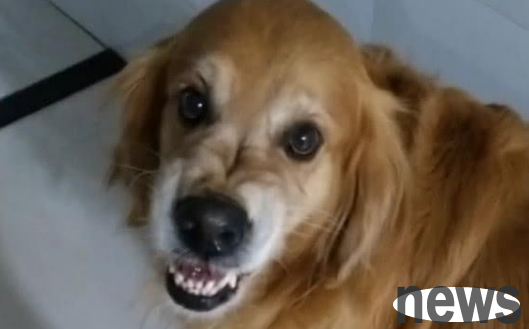Four characteristics of dogs when they are angry! Many shovelers should not understand