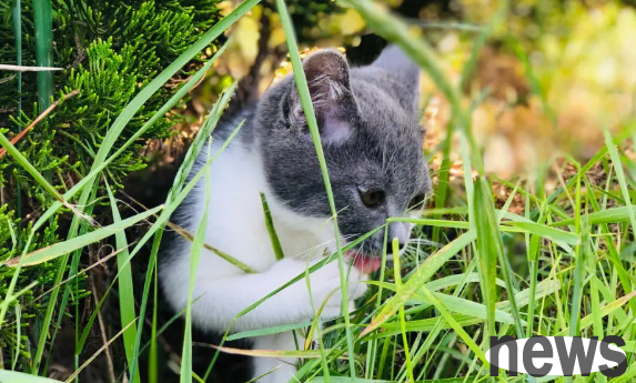 What should I do if a male cat and chicks show a small amount of blood?