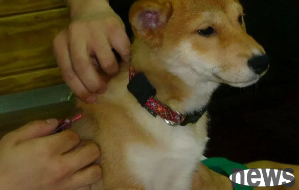 How to eliminate dog fleas? The 