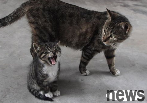 What should I do if a kitten step on breasts?