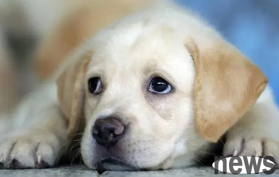 What does it mean to run wildly at a dog’s home? Excitement or anxiety? The reason you unexpectedly