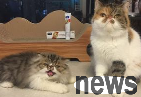 What should I do if my cat is not breathable and sneezes?