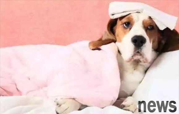 What should I do if my dog ​​catches a cold when it blows air conditioner?