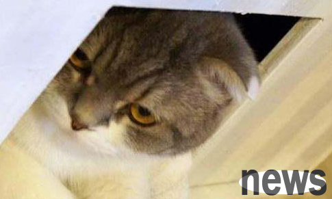 What to do if a cat gets bitten in a hole? What should I do if the cat gets bitten in a hole?