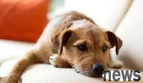 What should I do if the puppy can t stand up in the head when he is hit?