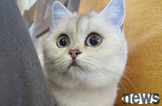 I will tell you what to do if the cat’s placenta has not come out?