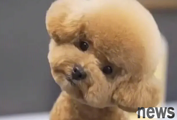 Five things to pay attention to during pet grooming?