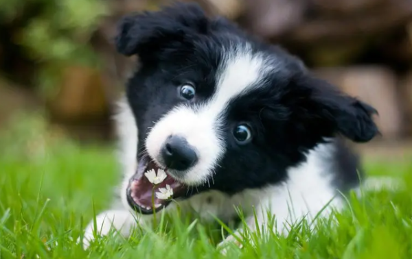 How many days does a dog take for menstruation? Come here and have a look