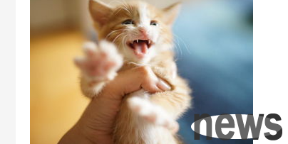 What should I do if a cat eats cat litter? What should I do if a cat eats cat litter?