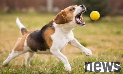 Three reasons for failure in training dogs?