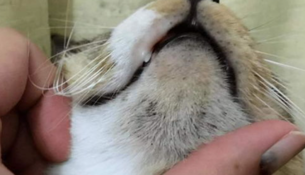 What to do if the cat has a black chin? What medicine can be used for treating cat black chin?