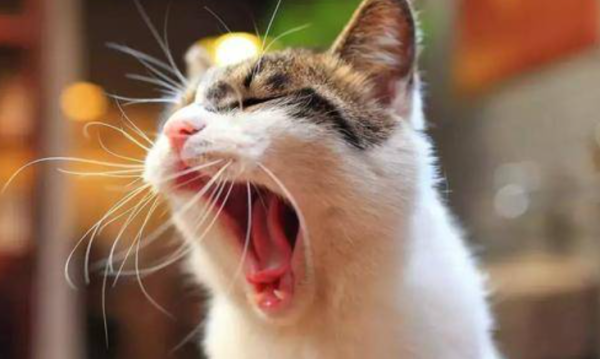 What to do if there is a cat stomatitis? What should I do if I have cat stomatitis?