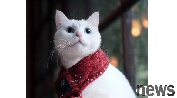 What are the early symptoms of kitten moss? Must know