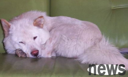 What should I do if my dog ​​farts frequently? What is the reason why dogs fart too much?