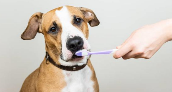 How to brush your dog s teeth?