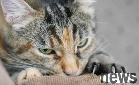 How to keep a disciplined cat without destroying everything in the family?