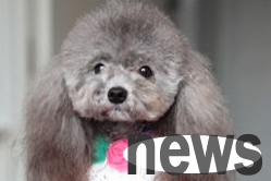Dogs have neat appearance, which is even more cute and adorable!