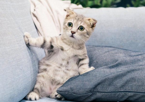 How to stop the cats from sabotaging their homes? How to train the cats not to scratch the furniture?
