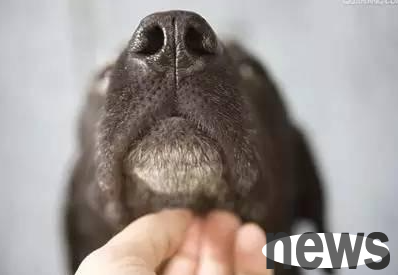 What to do if a dog has acne? Treatment for dog acne
