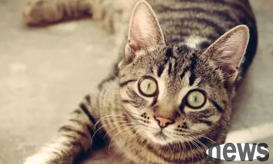 Under what circumstances do cats need to lose weight? Teach you a guide to losing weight step by step!