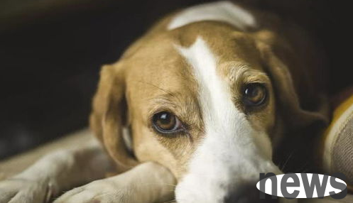 What to do if a dog gets pregnant unexpectedly? How to help dogs induce labor?